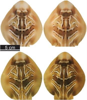 Prolonged Alteration of Neonate Traits Following Maternal Exposure to Fishing-Capture Stress During Late Pregnancy in a Chondrichthyan Species